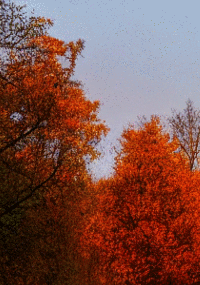 countryRoad