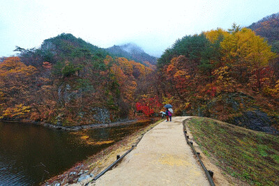 overcast honey-colored maple mountain, a