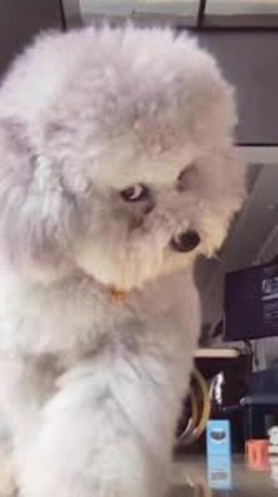 Ben the vengeful pooch