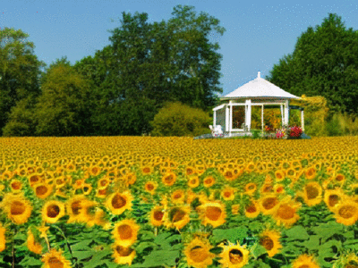 sunflower