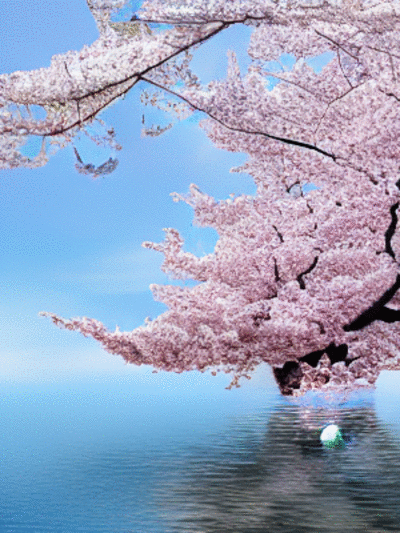 cherryBlossom