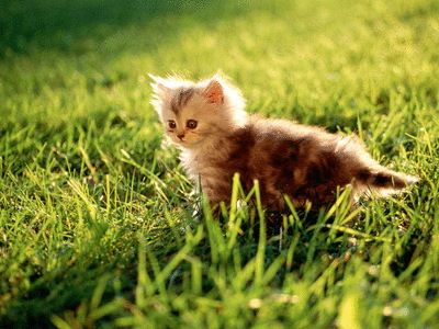 catty