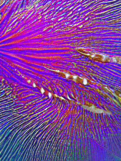 coralReef