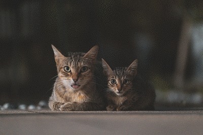cats