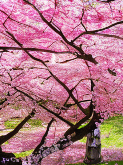 cherryBlossom