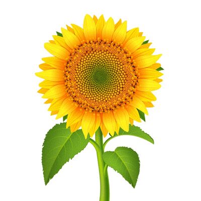 Sunflower Kii