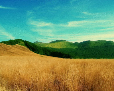 Field