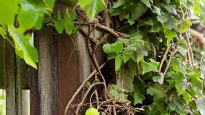 vine