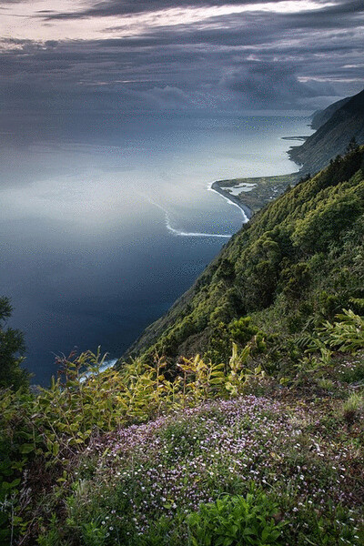 with a gentle breeze coral pink coniferous