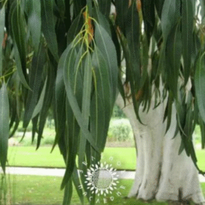 Eucalyptus