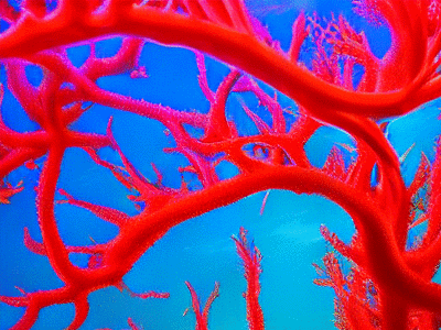 reef
