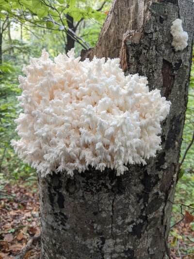 OG mushroom