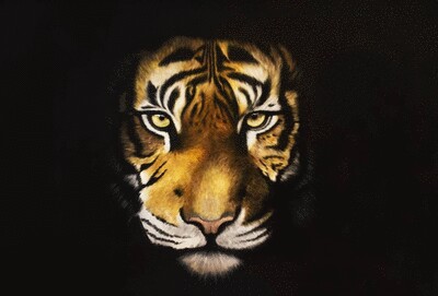 tiger
