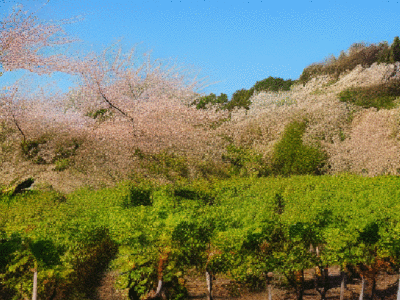 vineyard