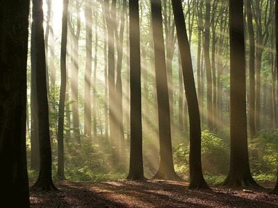 forest 2