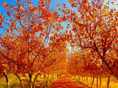 orchard