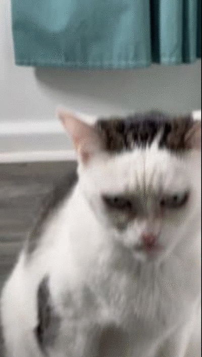 Alien Cat