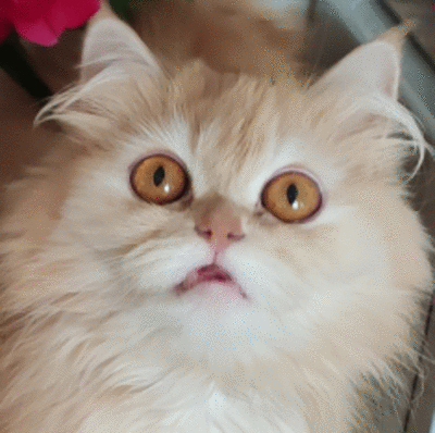 Busya