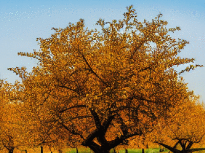 orchard