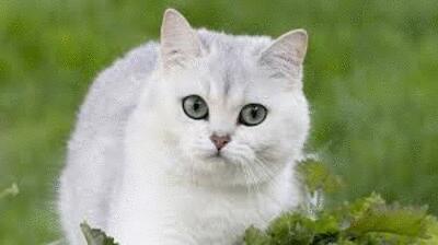 TAZZ1
