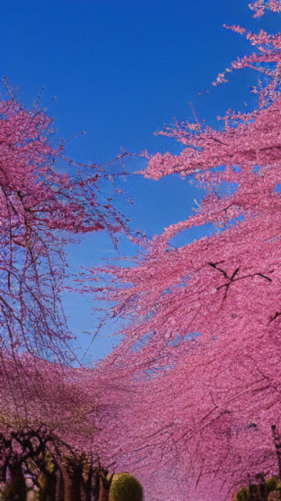 cherryBlossom