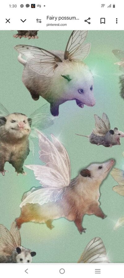 Fairy Possum