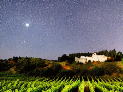 vineyard