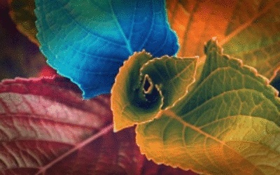 Sol Vakaner