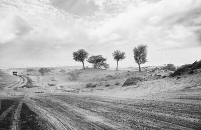 under scorching sun sandalwood