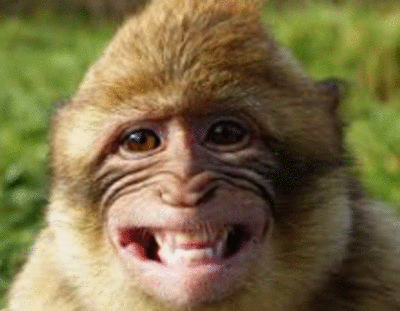 Monkey