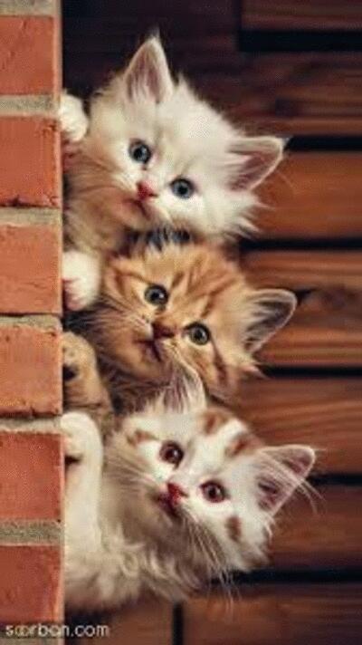 cute
