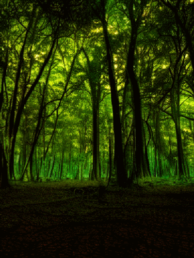fireflies