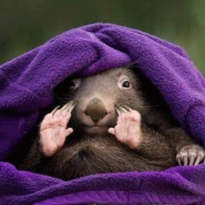 Wombat