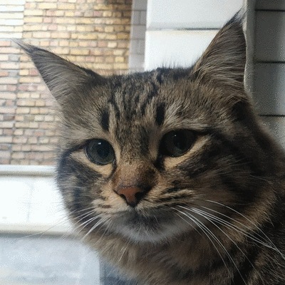 zizi