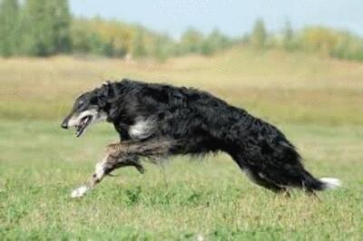 borzoi
